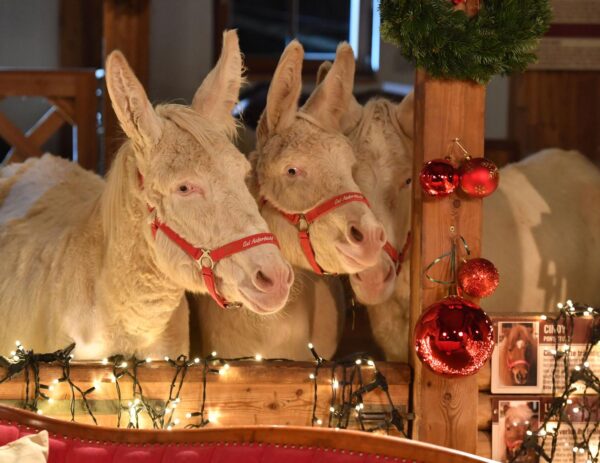 Busreise Adventmarkt Gut Aiderbichl